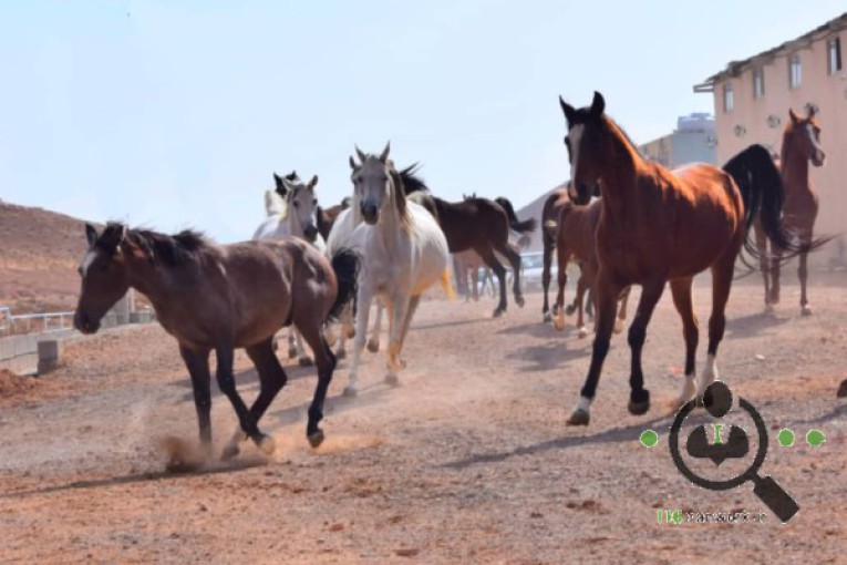 باشگاه سوارکاری نگین در آباده