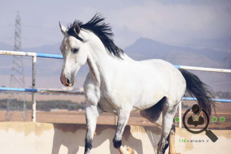 باشگاه سوارکاری نگین در آباده
