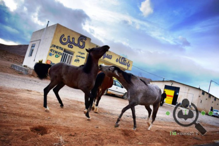 باشگاه سوارکاری نگین در آباده