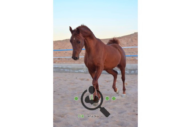 باشگاه سوارکاری نگین در آباده