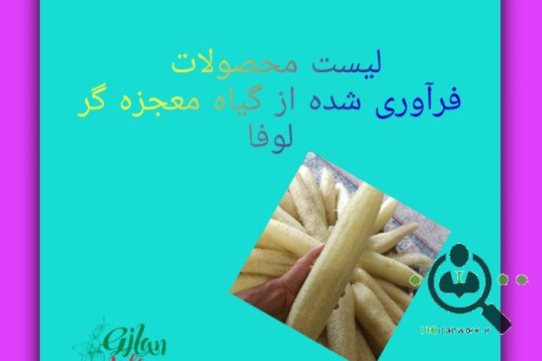 پرورش و تولید گیاه لوفا لایه بردار پوست در رشت