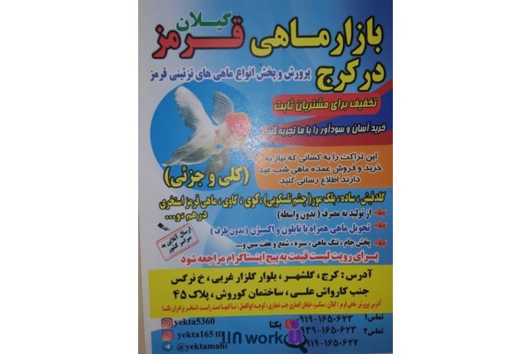 تولید و پخش ماهی قرمز یکتا در رشت