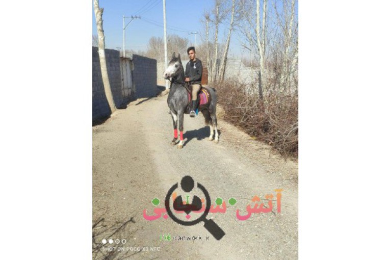 پرورش اسب کانیار در فلاورجان