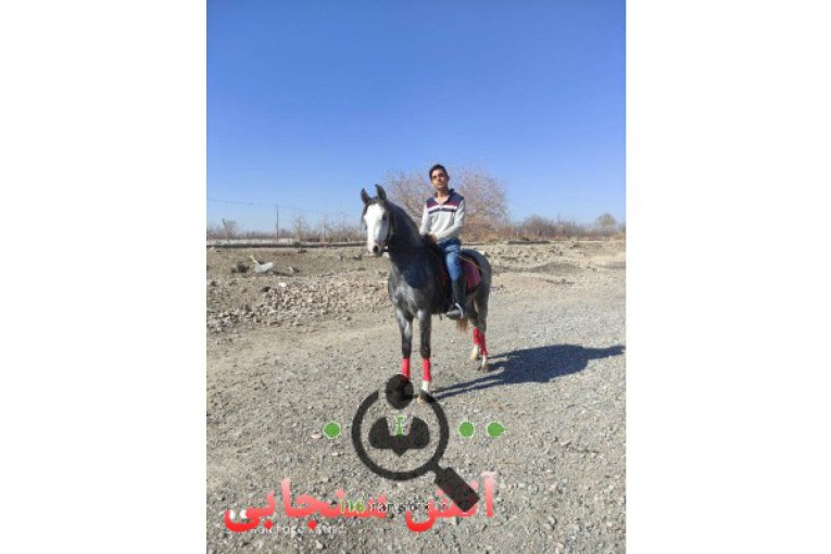 پرورش اسب کانیار در فلاورجان