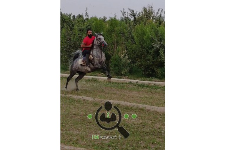 پرورش اسب کانیار در فلاورجان