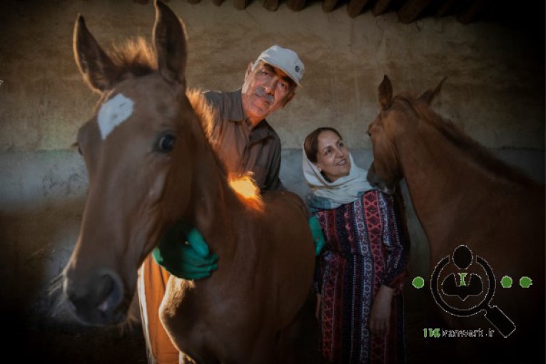 مزرعه پرورش اسب ترکمن و بومگردی لهراسب در بجنورد