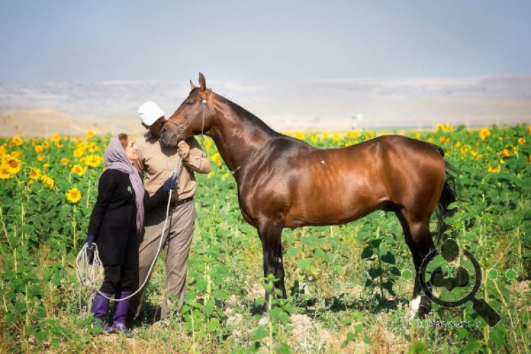 مزرعه پرورش اسب ترکمن و بومگردی لهراسب در بجنورد