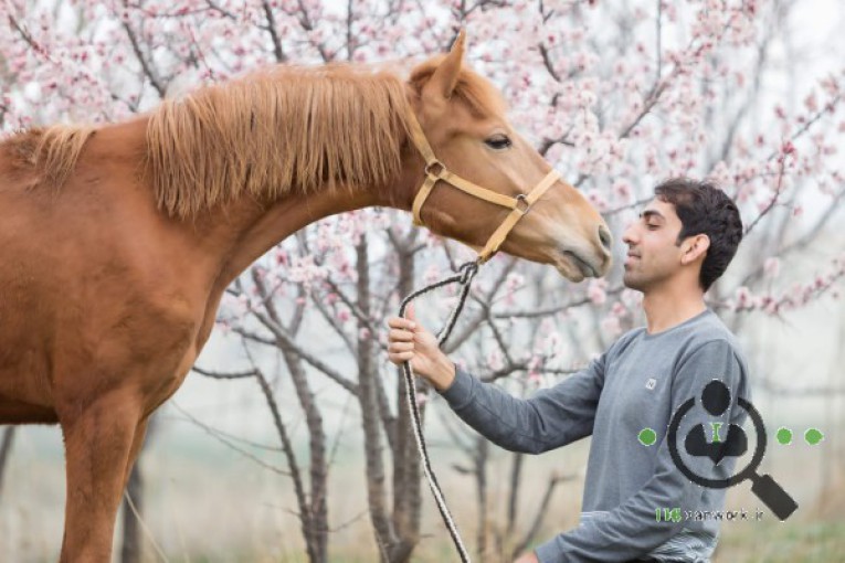 مزرعه پرورش اسب ترکمن و بومگردی لهراسب در بجنورد