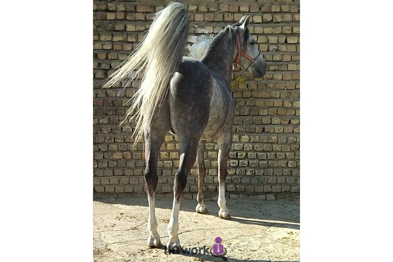 پرورش اسب سنگ شکن در اصفهان