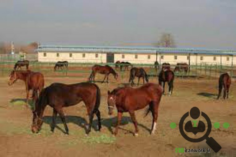 پرورش اسب مهدی شمس (طوفان) در اصفهان