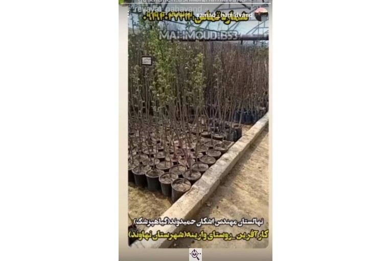 نهالستان تخصصی مهندس اشکان حمیدوند در نهاوند