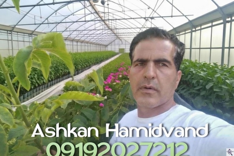 نهالستان تخصصی مهندس اشکان حمیدوند در نهاوند