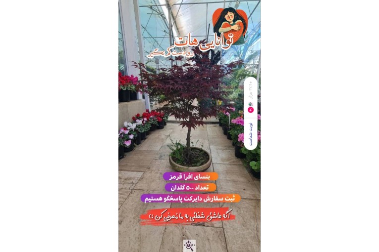 شهر گل وازیک در محمودآباد