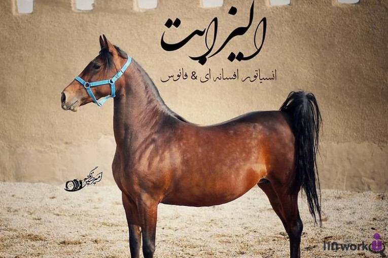 تصویربرداری تخصصی اسب در کرمانشاه