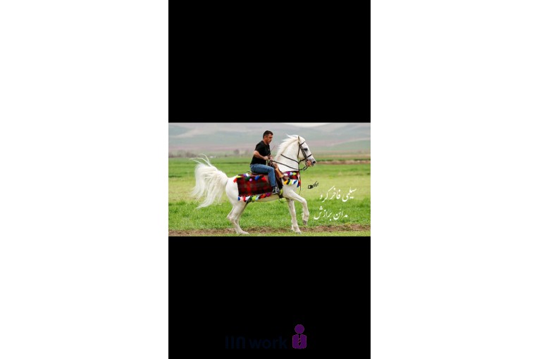 تصویربرداری تخصصی اسب در کرمانشاه