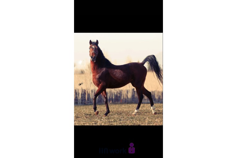 تصویربرداری تخصصی اسب در کرمانشاه