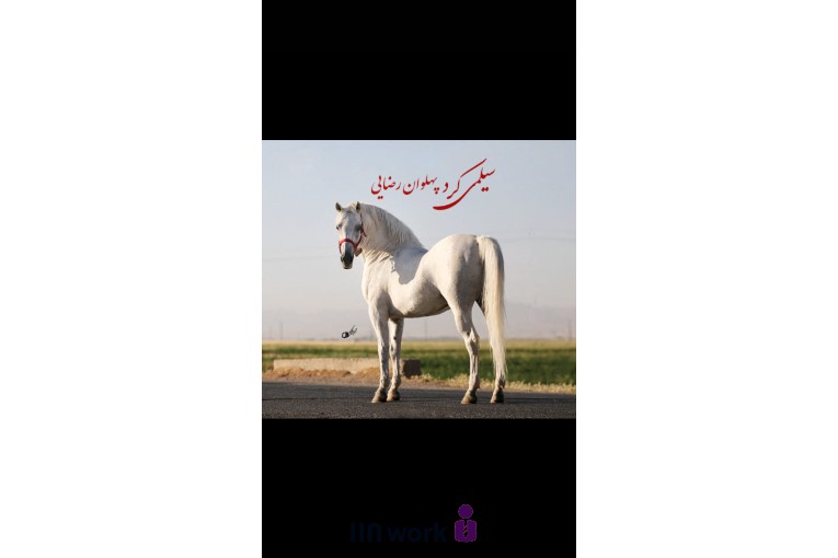 تصویربرداری تخصصی اسب در کرمانشاه