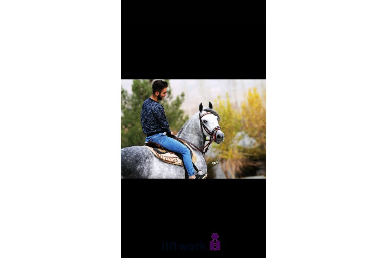 تصویربرداری تخصصی اسب در کرمانشاه