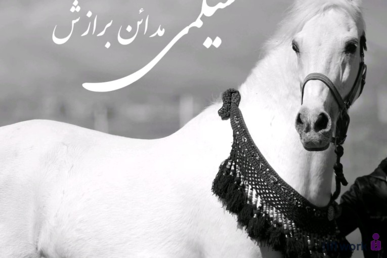 تصویربرداری تخصصی اسب در کرمانشاه