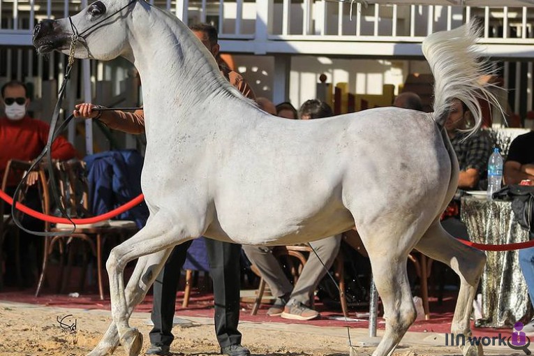 باشگاه پرورش اسب اسپیریت در خوزستان