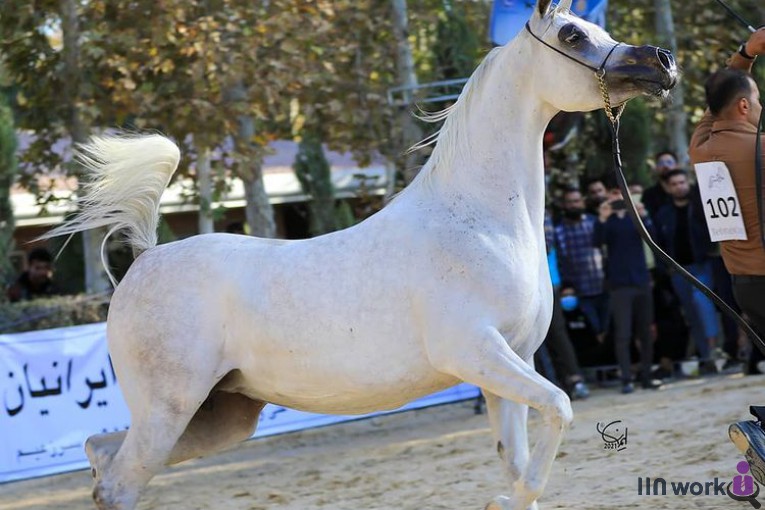 باشگاه پرورش اسب اسپیریت در خوزستان