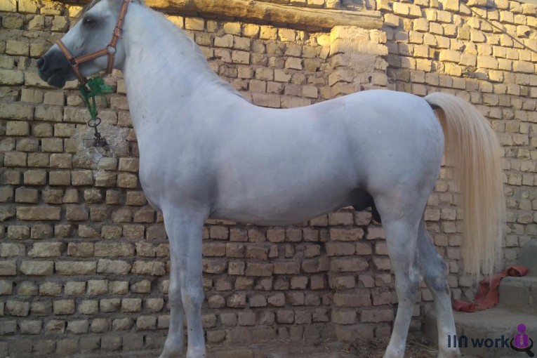 پرورش اسب کیان در حبیب آباد