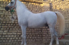 پرورش اسب کیان در حبیب آباد