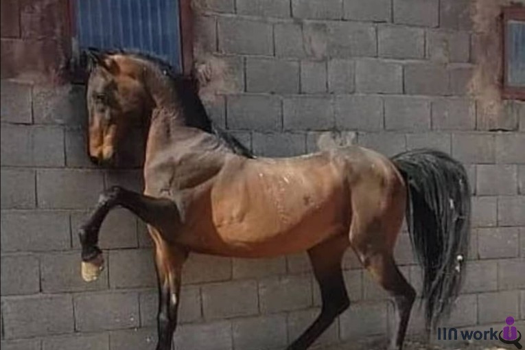 باشگاه پرورش اسب زنگی بن انسیاتور در اصفهان