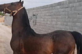 باشگاه پرورش اسب زنگی بن انسیاتور در اصفهان