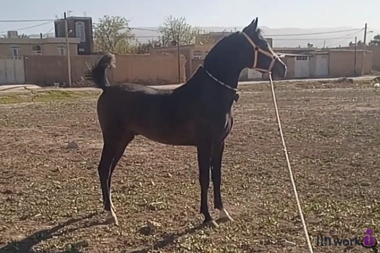 پرورش اسب سامیار در مرودشت