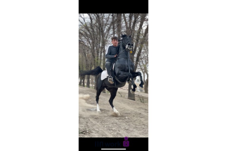 پرورش اسب اسپادانا در اصفهان