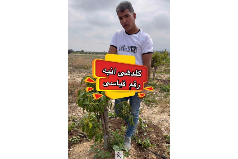 خدمات باغبانی و سمپاشی و کوددهی مدنی در مهر