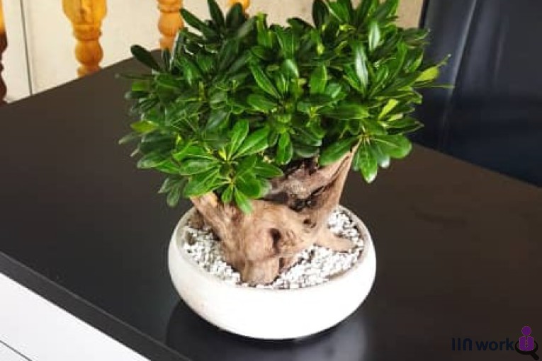 گلکده دهکده سبز کردکوی در گرگان