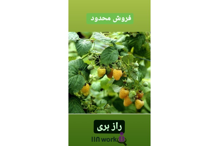 گل و گیاه تی تی گل در لاهیجان
