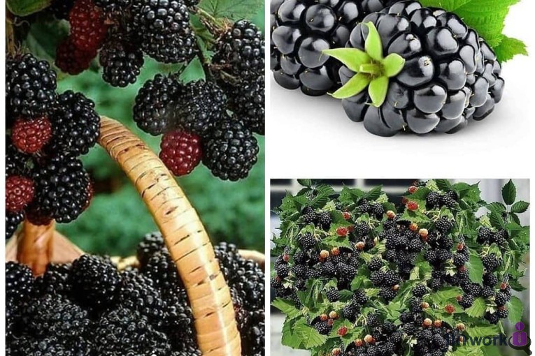 گل و گیاه تی تی گل در لاهیجان