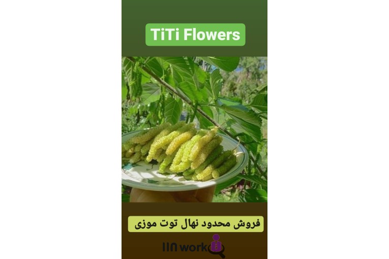 گل و گیاه تی تی گل در لاهیجان
