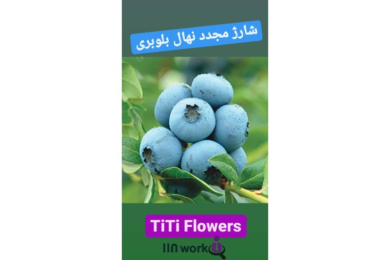 گل و گیاه تی تی گل در لاهیجان