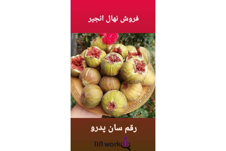 گل و گیاه تی تی گل در لاهیجان