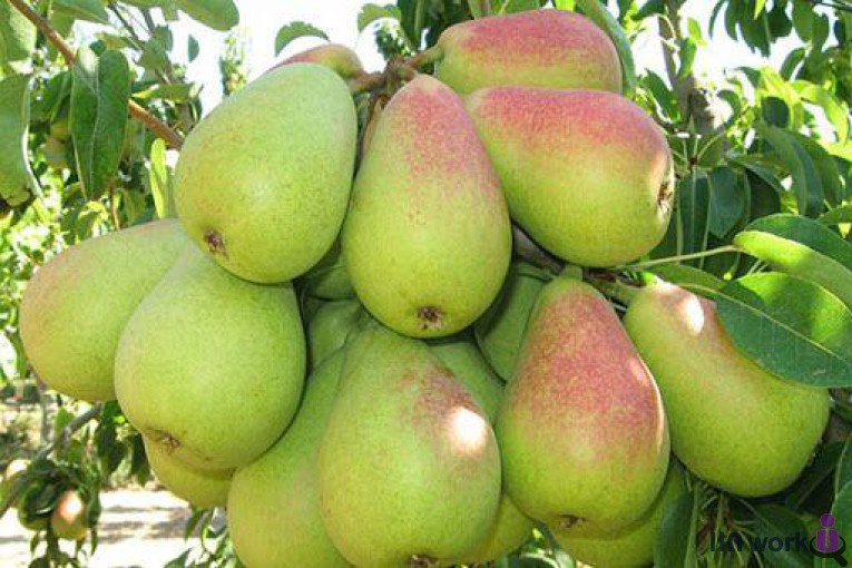 گل و گیاه تی تی گل در لاهیجان