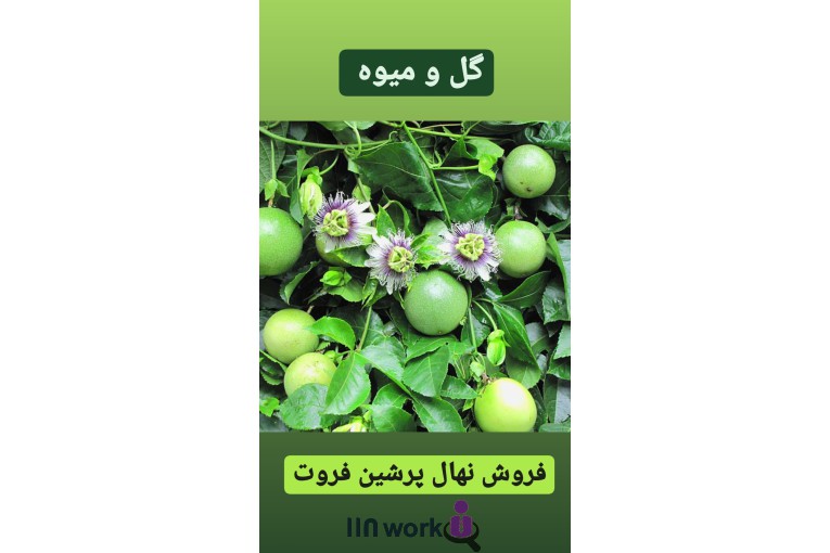 گل و گیاه تی تی گل در لاهیجان