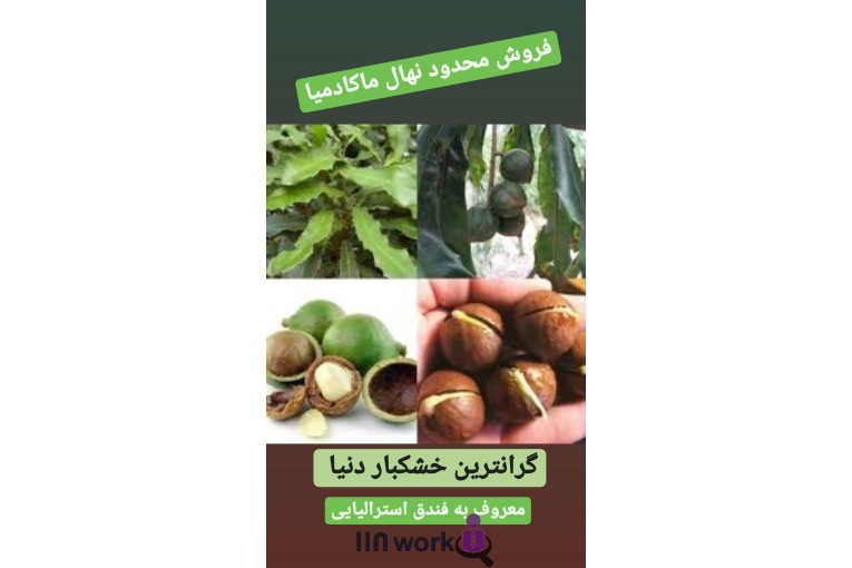 گل و گیاه تی تی گل در لاهیجان