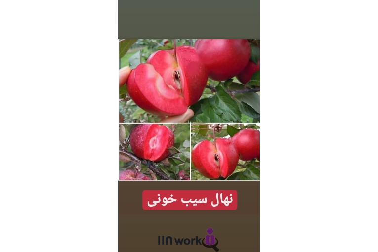 گل و گیاه تی تی گل در لاهیجان
