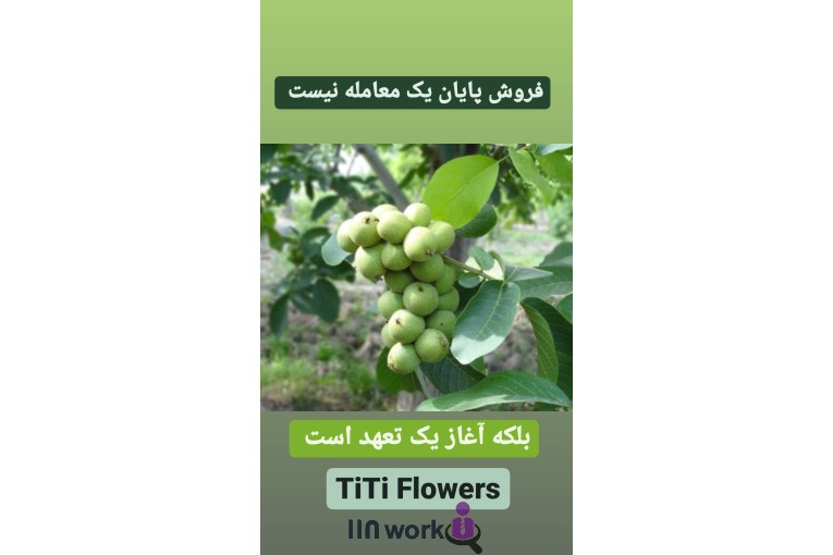 گل و گیاه تی تی گل در لاهیجان