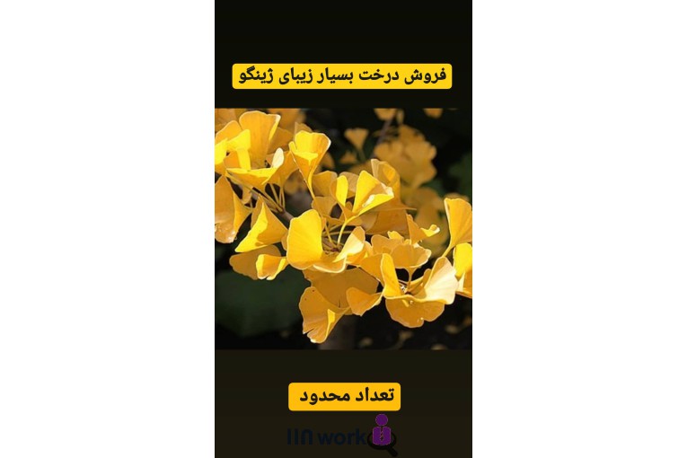 گل و گیاه تی تی گل در لاهیجان