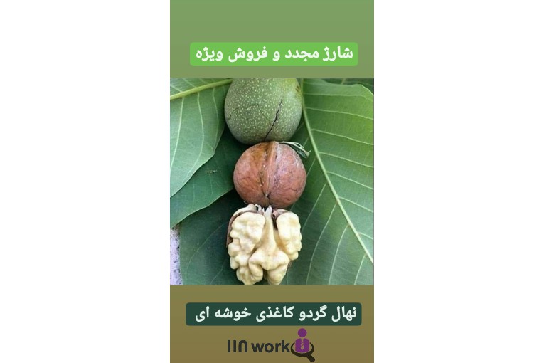گل و گیاه تی تی گل در لاهیجان