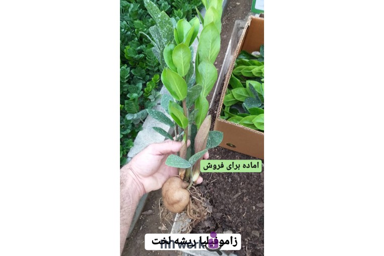 گل و گیاه تی تی گل در لاهیجان