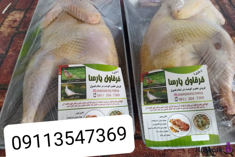 پرورش قرقاول پارسا در ساری