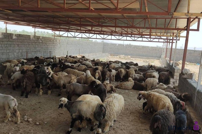 پروار بندی مظلوم رضایی در کازرون