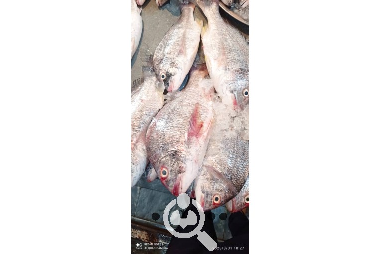  فروش ماهی و میگوی سید غالب هاشمی در هندیجان