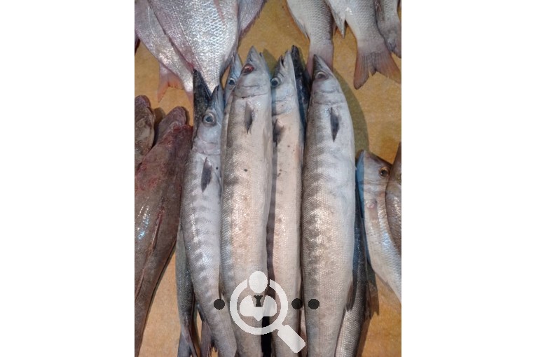  فروش ماهی و میگوی سید غالب هاشمی در هندیجان
